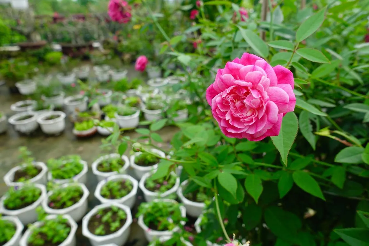 Leaf Homestay Hội An Vietnam